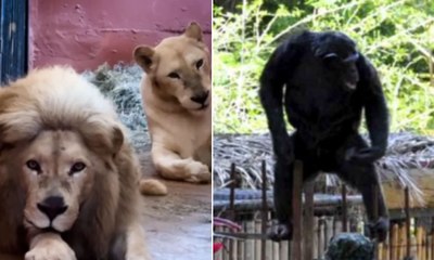 BH apura mortes seguidas de chimpanzé e leoa-branca no zoológico