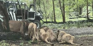 Tratador é devorado por leões diante de turistas na Tailândia