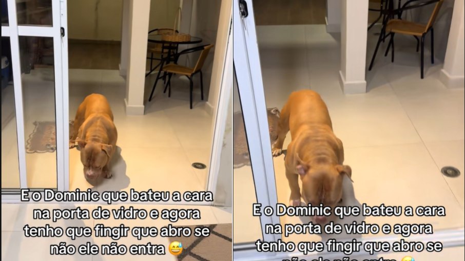 Cão fica traumatizado após bater cara no vidro e solução viraliza Cão fica traumatizado após bater cara no vidro e solução viraliza