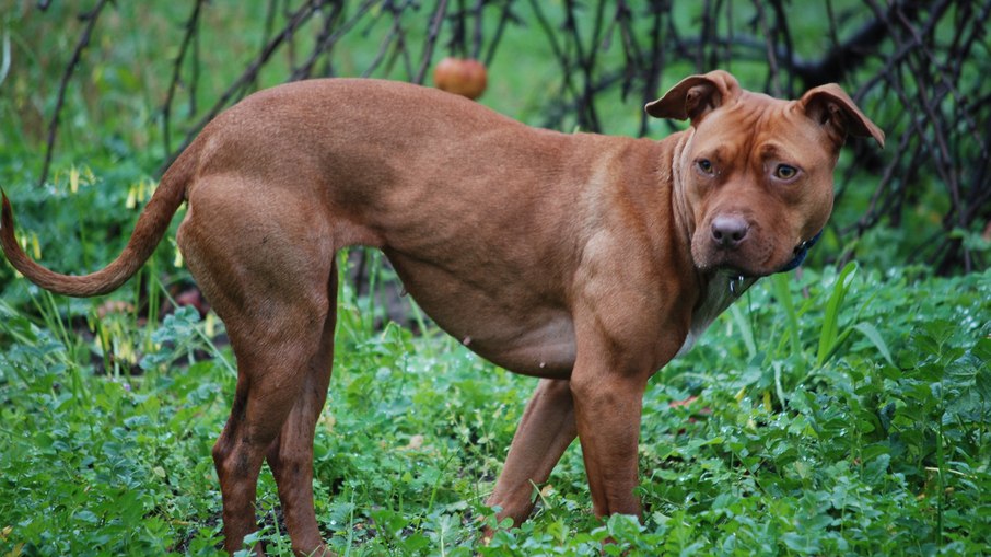 Pitbull