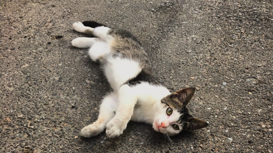 Gato doméstico Gato doméstico