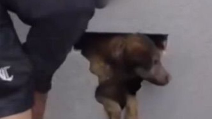 Cadela desaparecida é encontrada dentro de parede concretada