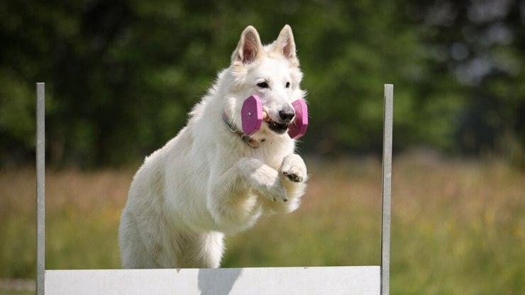 4 características do cachorro pastor branco suíço