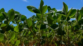 Demanda%20por%20biodiesel%20eleva%20pre%C3%A7os%20do%20%C3%B3leo%20de%20soja