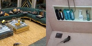 Novo brother? Gambá invade o BBB 26 e causa comoção na casa