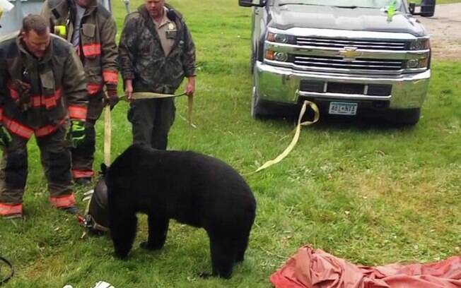 Bombeiros encontraram urso com dificuldades para respirar e o libertaram ao usarem óleo de cozinha para soltá-lo