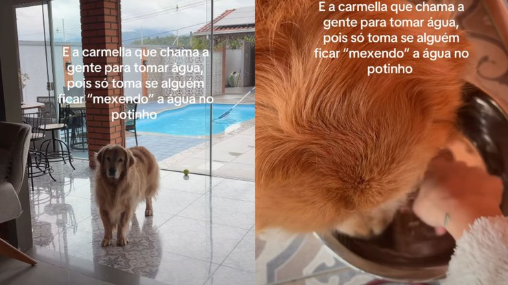 Golden retriever só bebe água se tutora mexer no potinho