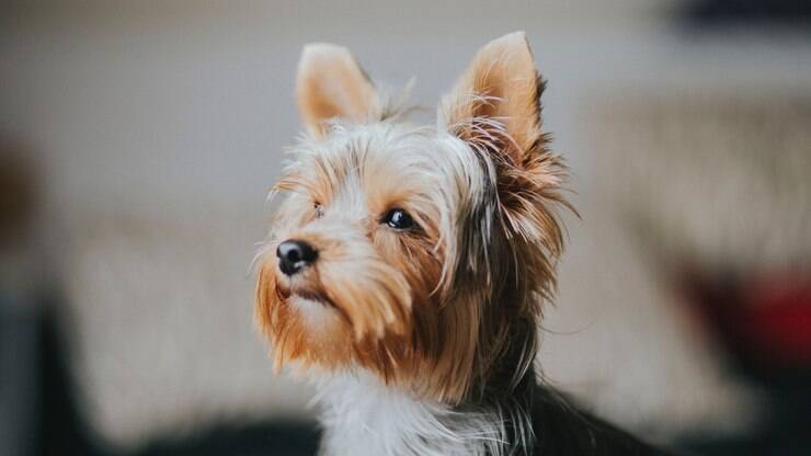 10 curiosidades sobre o Yorkshire Terrier que valem a pena conhecer