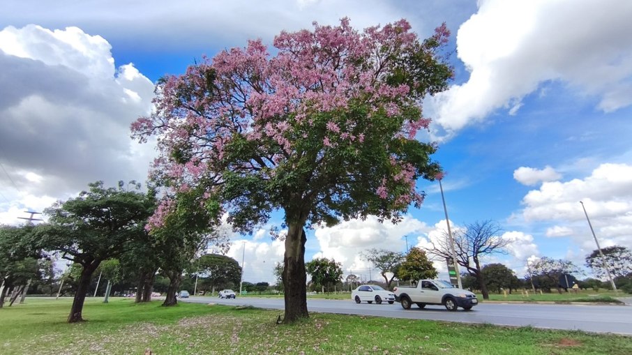 A paineira rosa é originária da América do Sul, especialmente das regiões Leste e Sul do Brasil. A paineira rosa é originária da América do Sul, especialmente das regiões Leste e Sul do Brasil.