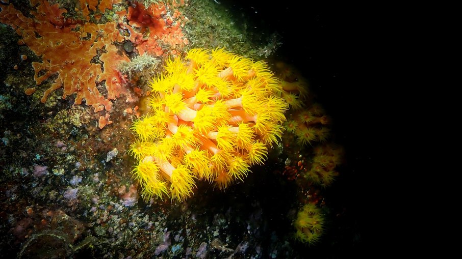 Coral-sol, espécie exótica pode causar impactos na biodiversidade brasileira Coral-sol, espécie exótica pode causar impactos na biodiversidade brasileira