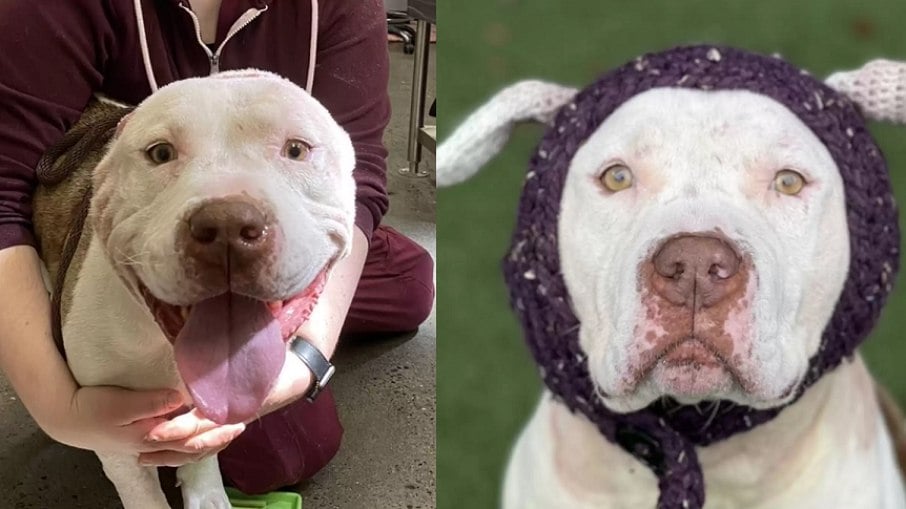 Willy antes e depois de suas orelhas de crochê