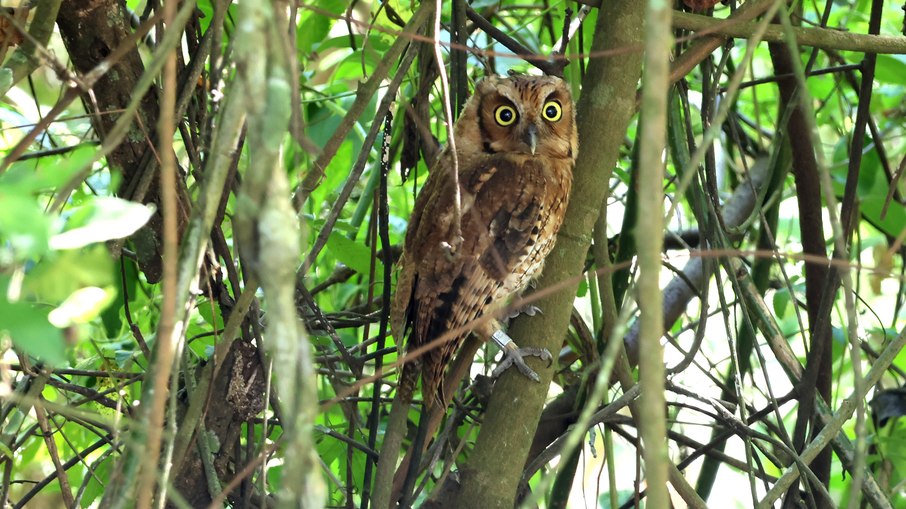 Animal passou por treinamento antes de retornar ao habitat natural