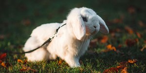 Pet shops suspendem venda de coelhos na Páscoa; entenda