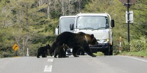 VÍDEO: Japão pede apoio militar após recorde de ataques de ursos