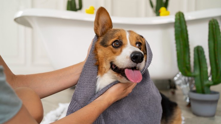 Banhos em excesso podem prejudicar pele e pelos dos cães