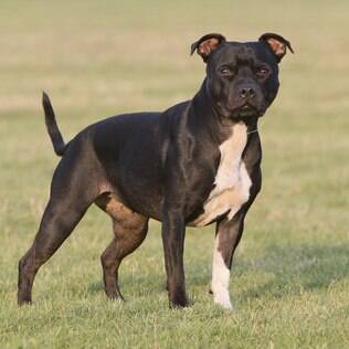 Staffordshire Bull Terrier - undefined