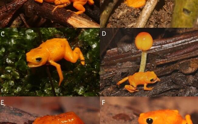 Sapo que “brilha”: nova espécie na cor laranja é encontrada no Brasil