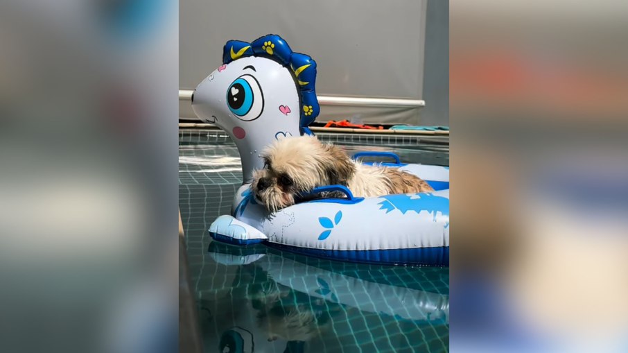 Cachorrinho aproveita dia de sol e relaxa em boia na piscina Cachorrinho aproveita dia de sol e relaxa em boia na piscina
