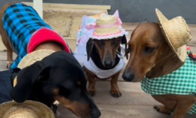 Festa junina canina? Pets viralizam com trajes caipiras