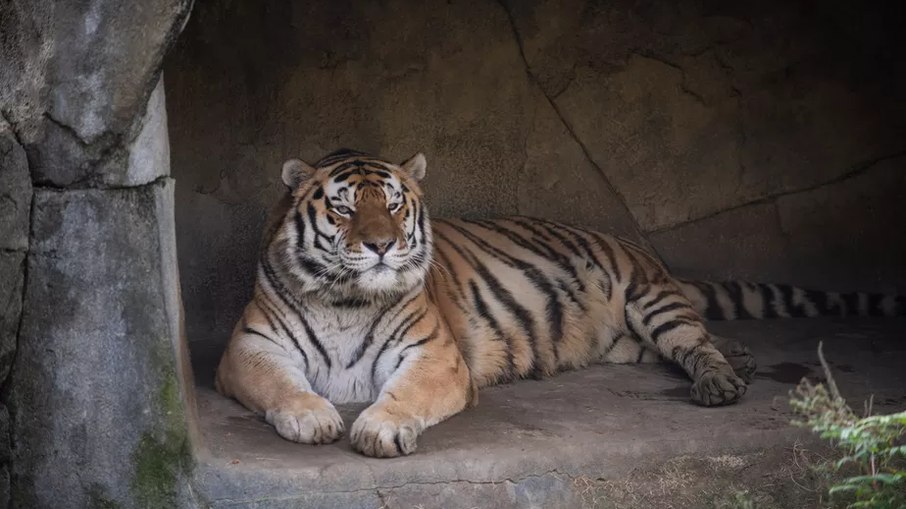 Júpiter, que vivia em zoológico dos EUA, morreu após ser diagnosticado com Covid-19