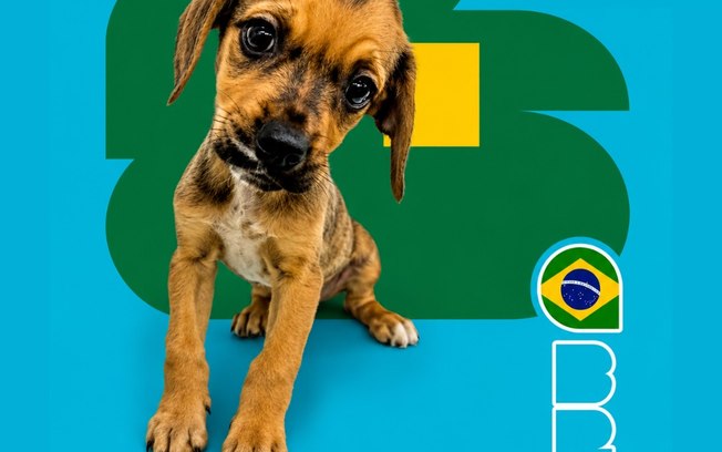 <div>"Cãovocação" coloca pets de canil na disputa por um lar</div> 0leq1hn3ayjmhk5syyeedd7y1