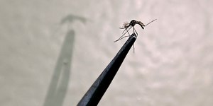 Brasil pode ter 1,8 milhão de novos casos de dengue em 2026