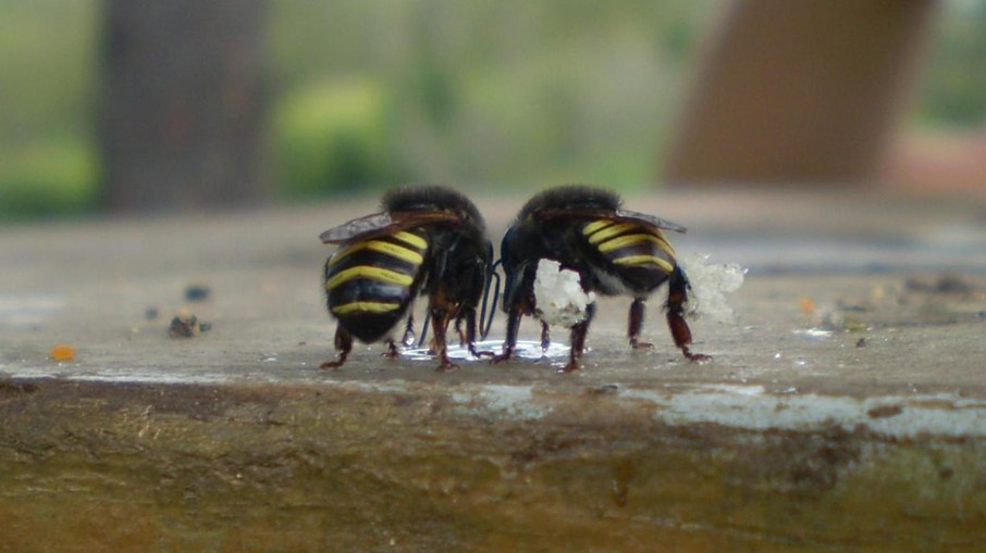 Mandaçaia (Melipona quadrifasciata anthidioides), abelha brasileira sem ferrão