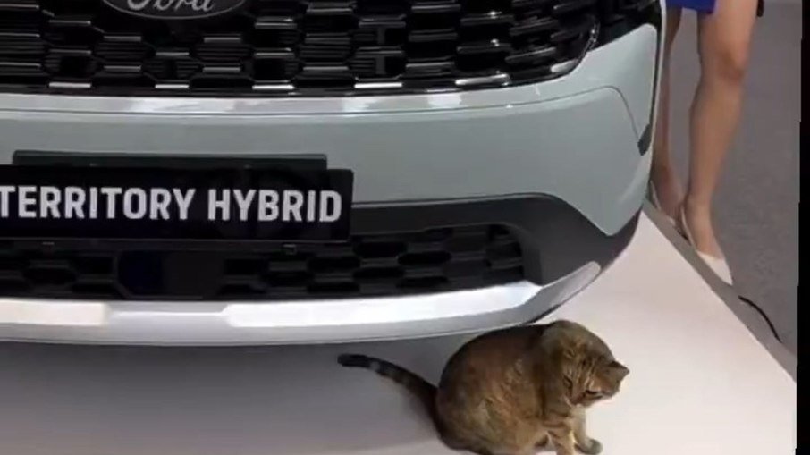 Ford Territory chama atenção, mas gato rouba a cena