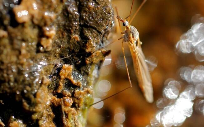 Boca da mosca tem serrilhas que rompem a pele para sugar o sangue, tornando a experiência extremamente desagradável