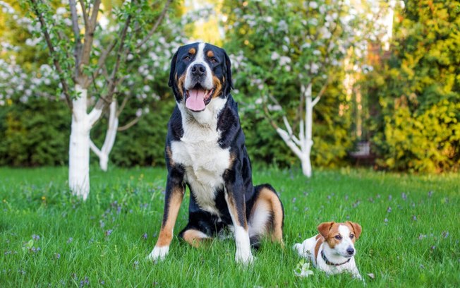 6 comandos básicos para ensinar ao seu cachorro