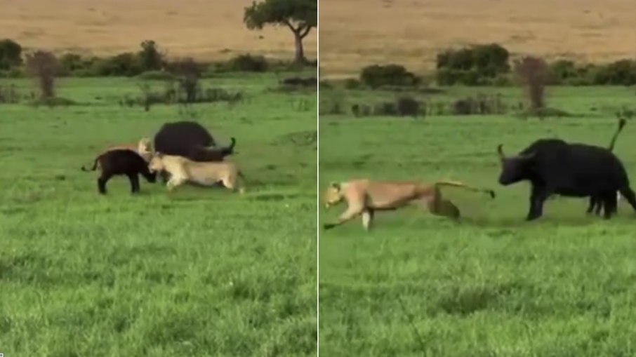 Búfalos e leões viveram mais um dia de confronto na savana do continente africano. Búfalos e leões viveram mais um dia de confronto na savana do continente africano.
