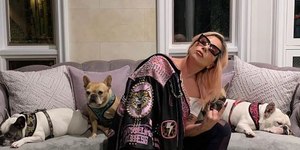 Cão mostra gingado ao ouvir Lady Gaga e web elogia o 'molejo' do animal