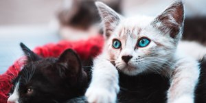 Amansar um gato arisco e ganhar mais confiança dele é possível; veja