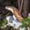 Ensaio fotográfico da cobra naja que picou estudante de 22 anos. Foto: Ivan Mattos/Zoo de Brasília