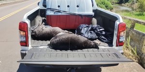 Maus-tratos contra animais: polícia investiga morte de cães no RS