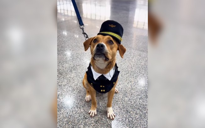 Cadela resgatada ganha nova vida como mascote em aeroporto 0m89ve4bv3obe8gs7uorjzl5e