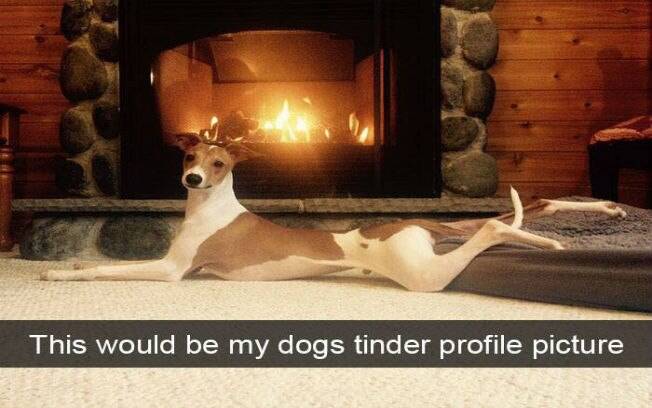 Confira as fotos de cachorros engraçados do Snapchat.