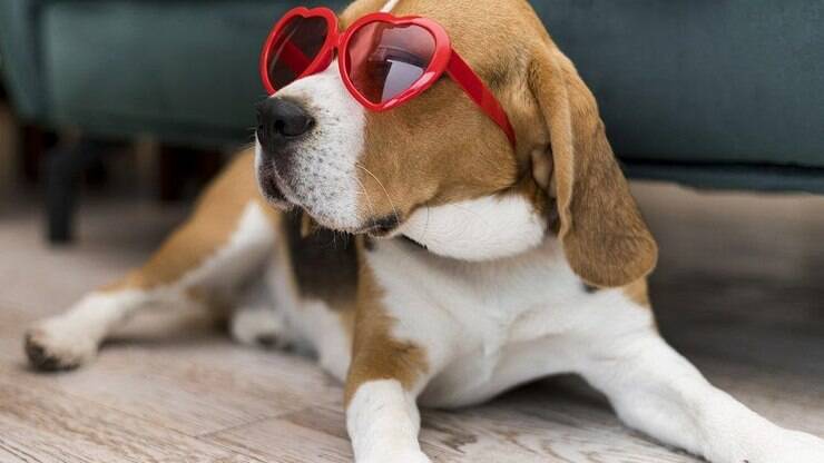 PetCenso apresenta TOP 10 com nomes de pet inspirados em personalidades da TV
