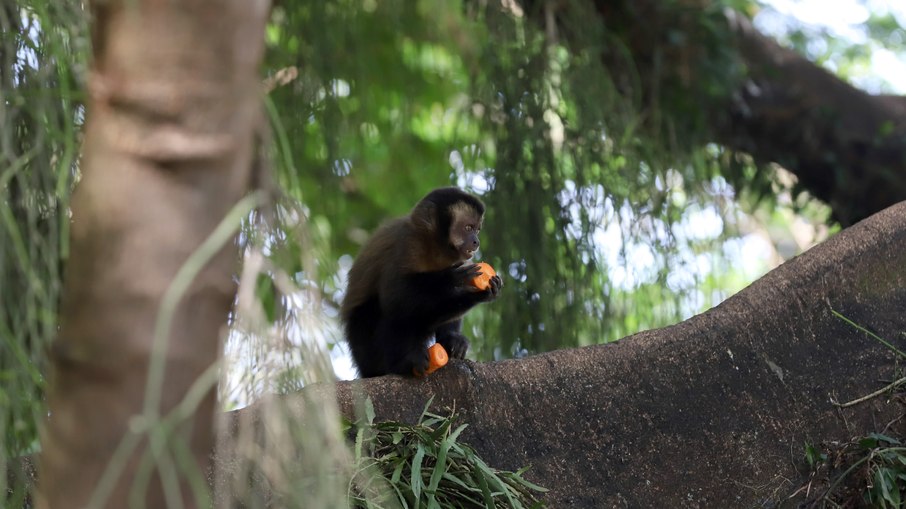 O Bosque Interativo é uma ação educativa criada para aproximar o público das atividades realizadas pelas equipes técnicas do parque