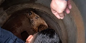 VÍDEO: cachorro é resgatado após ser abandonado em tubo fechado