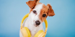 O que fazer para acalmar o pet? Música clássica é opção