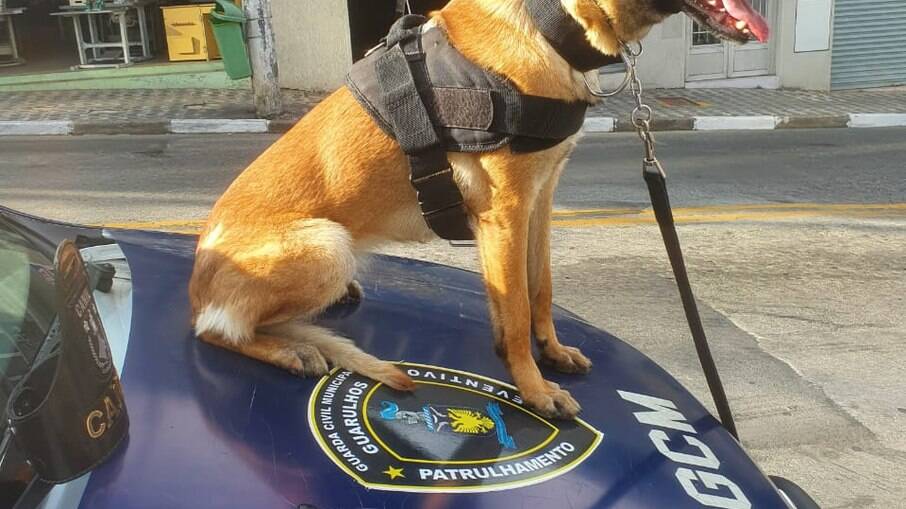 Os pacotes resgatados continham 36 pinos de cocaína. Os pacotes resgatados continham 36 pinos de cocaína.
