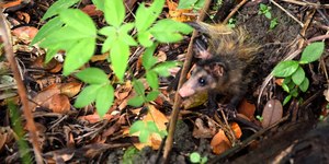 Mais de 4 mil animais são resgatados em Salvador só em 2025