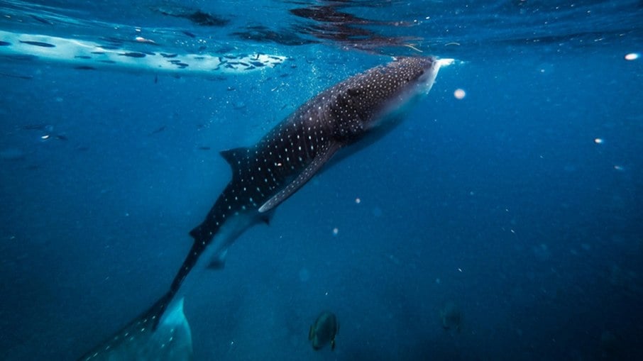 O Recife de Ningaloo é também o lugar que tem a maior taxa de interação com tubarões-baleia no planeta