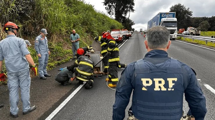 Onça-parda é resgatada pela Polícia Rodoviária após ser atropelada na BR-153