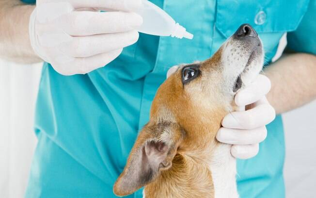 É possível tratar e evitar a conjuntivite canina