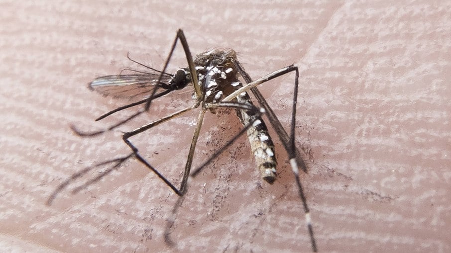 De acordo com o Ministério da Saúde, números de casos de dengue mais que triplicaram em 2024 em comparação ao mesmo período de 2023