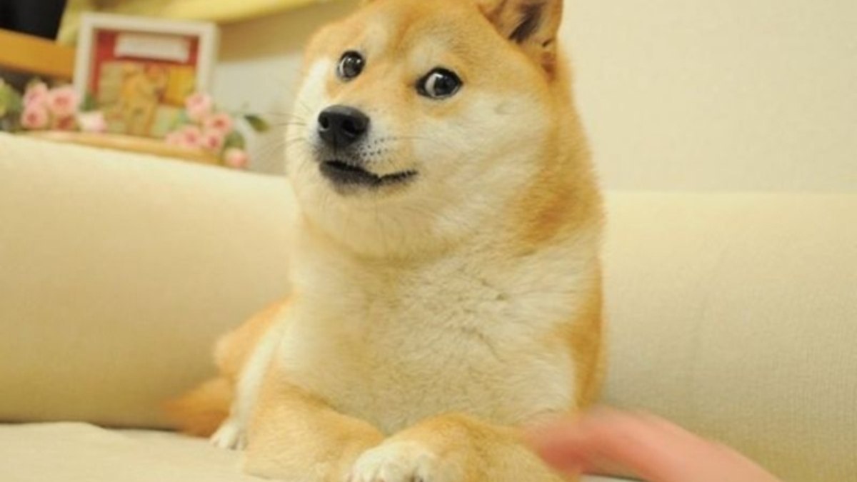Morreu Kabosu, cadela fenômeno da internet que virou meme e inspirou criptomoeda