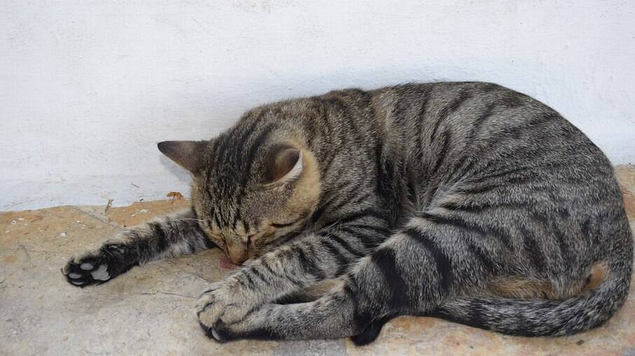 Gatos podem ter alguns tremores enquanto dormem por estarem em estado de sono profundo