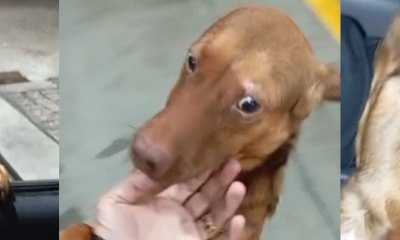 Cachorro escolhe seu novo tutor em posto de gasolina e viraliza